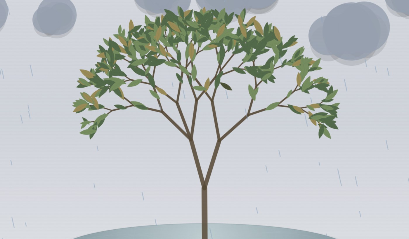 The Bonsai garden in the rain