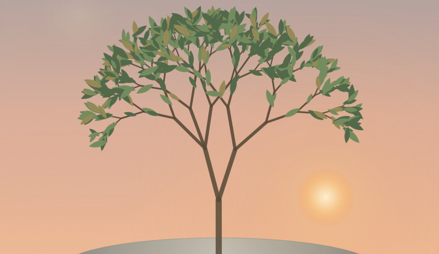 The Bonsai garden at golden hour